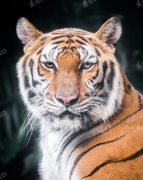 Preview: Portrait of a tiger who is looking at you