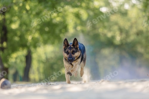 Preview: German shepherd dog playing on the beach