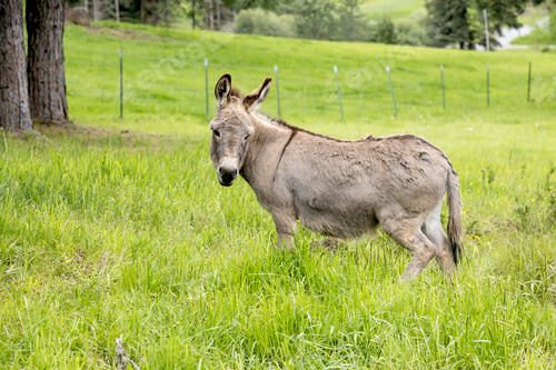 Preview: Cute little donkey in tall grass.