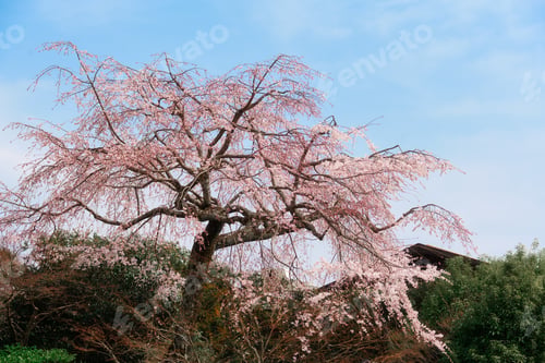 Preview: Cherry blossom Shidarezakura sakura during spring in Japan