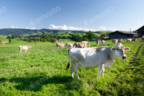 Preview: Cows in pasture on alpine meadow