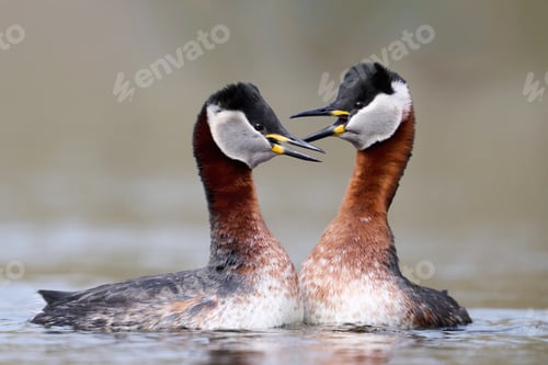 Preview: Red-necked grebe (Podiceps grisegena)