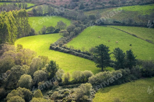 Preview: Green meadows delimited by living hedges