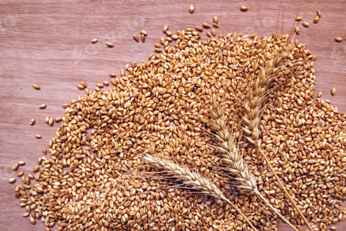 Preview: Wheat ears and grains after harvest