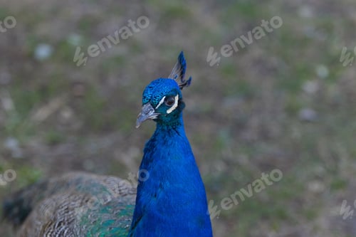 Preview: Beautiful peacock with vibrant blue, green and brown feathers standing in a grassy area