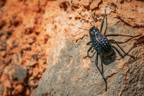Preview: Black beetle on rock surface