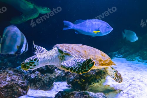 Preview: Green Sea Turtle Chelonia Mydas Swimming In Aquarium Blue Water.