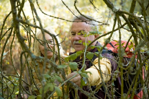 Preview: Plants and hikers in the forest