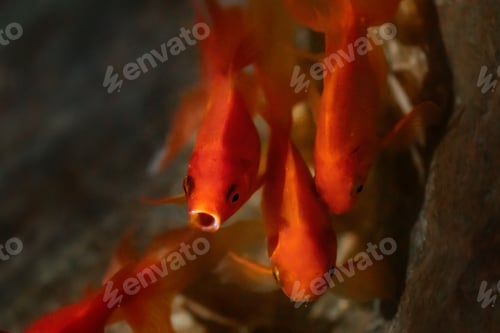 Preview: Goldfish gasping out of water (Carassius auratus) - Freshwater pet fish
