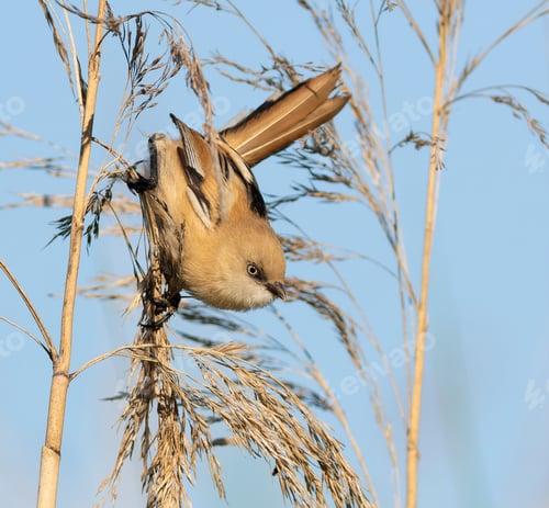 Preview: Bearded Tit caught in action landing on a reed stalk in its natural habitat