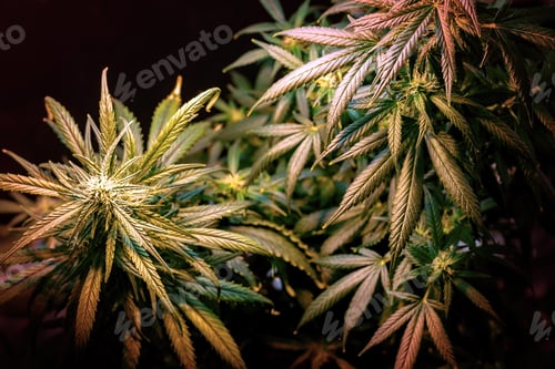 Preview: Medical Marijuana forming flower buds grown under Purple Uv light against black background
