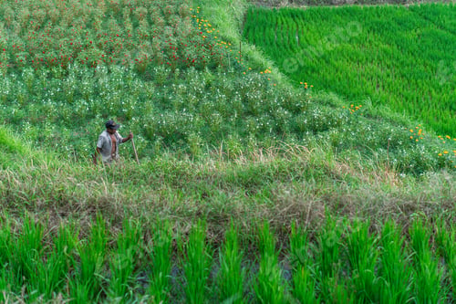 Preview: Farmer in Lush Green Rice Fields