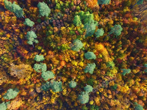 Preview: Autumn forest
