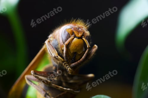 Preview: Macro shot of a hornet with closed eyes