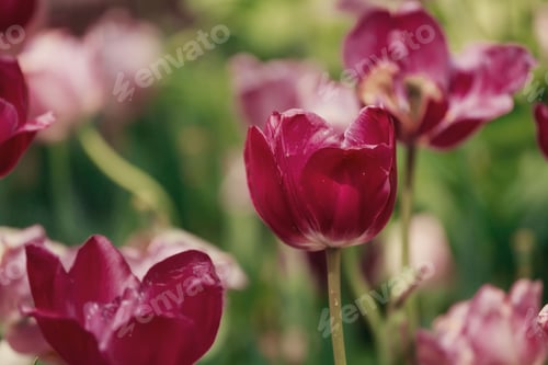Preview: Tulips spring flowers