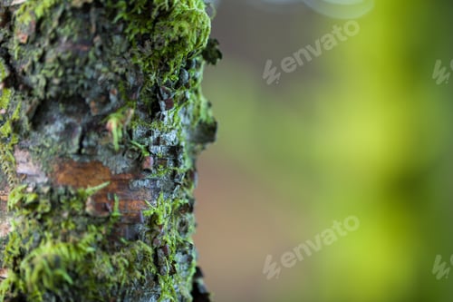 Preview: Mossy Tree Trunk in Forest with Blurred Background