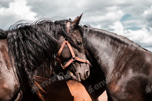 Preview: Beautiful brown horses standing by each other