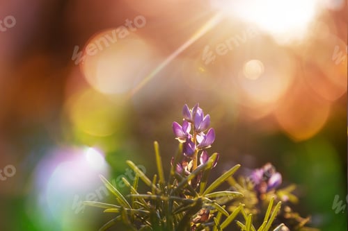 Sunny meadow