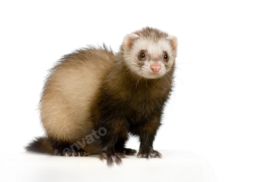 Preview: Ferret