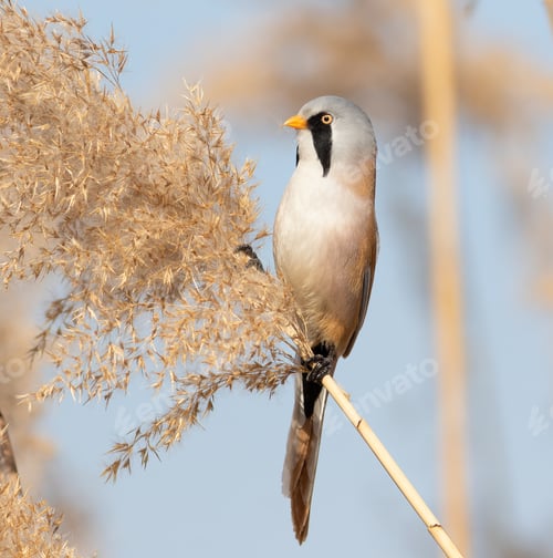 Preview: Bearded reedling, Panurus biarmicus. A male bird sits on top of a reed