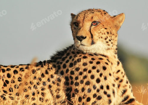 Preview: A Best wildlife sanctuary in the world