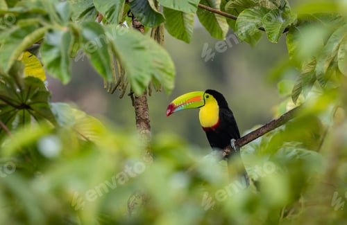 Preview: A Keel-billed Toucan in Costa Rica