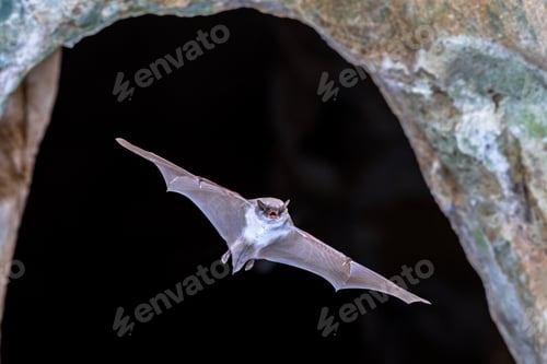 Preview: Long-fingered bat flying from cave