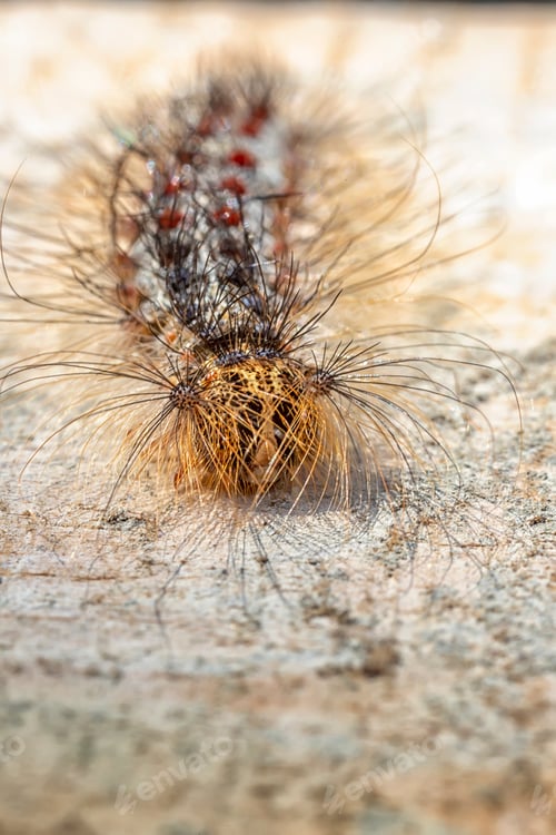 Preview: caterpillar