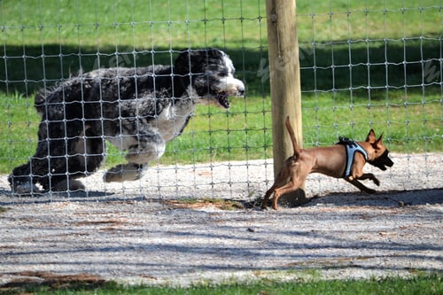Preview: Two dogs at the dog park interacting