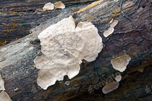 Preview: Silky Parchement (Stereum Striatum). Synonym: Stereum Sericeum