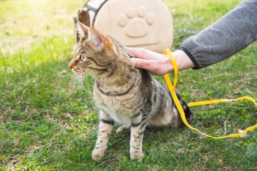 Preview: Walking a domestic cat with the owner on a yellow harness