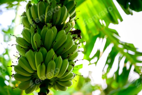 Preview: Fresh bunch green Pisang awak or Sugar bananas on the trees
