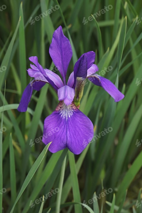 Preview: Siberian Iris (Iris Sibirica)