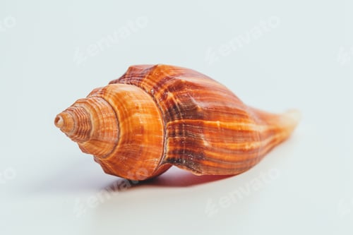 Preview: Sea shell on white background