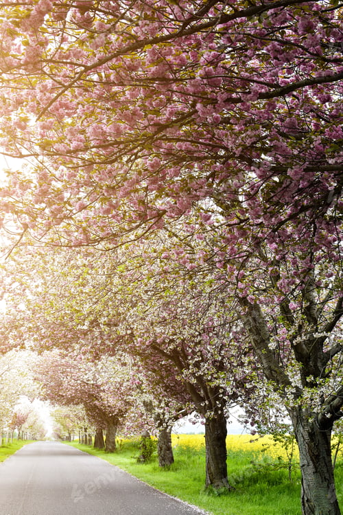 Preview: Cherry blossom trees