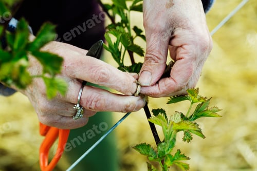 Preview: A woman tying in shoots of a plant with string.
