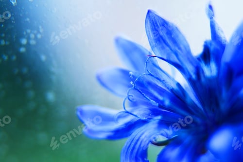 Preview: blue flower close-up. cornflower. empty space for a text
