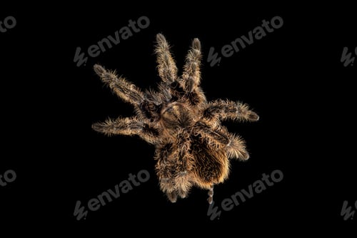 Preview: Birdeating Spider top view isolated on black background