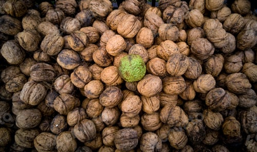 Preview: Closeup of fresh raw walnut in peel lying on pile of dried walnuts