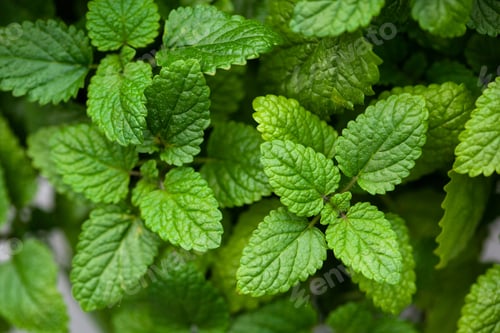 Vista previa: lemon balm (melissa) herb leaves closeup