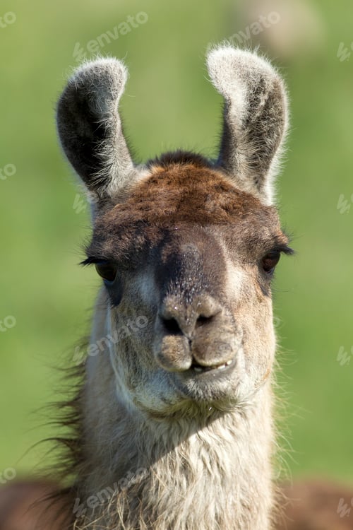 Preview: Llama closeup.