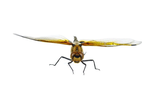 Preview: Dragonfly isolated on a white background