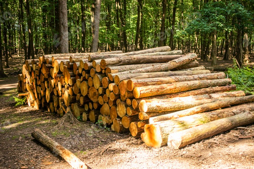 Preview: The logs lie on the ground in a heap stacked in the forest. Firewood .