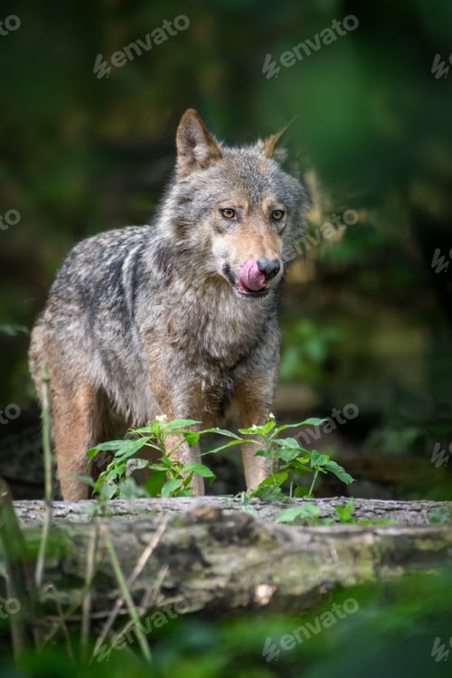 Preview: Gray wolf, Canis lupus, in the summer light, in the forest