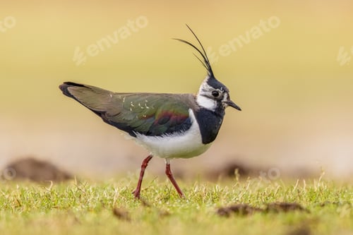 Preview: Northern Lapwing Display Behaviour