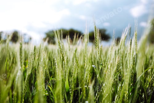 Preview: Green wheat field. Ripening ears of wheat field. Sunset light. Nice summer day