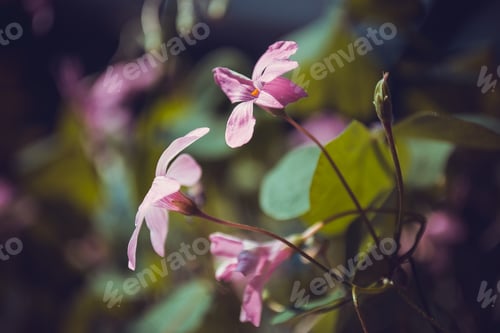 Preview: light pink oxalis flower close up