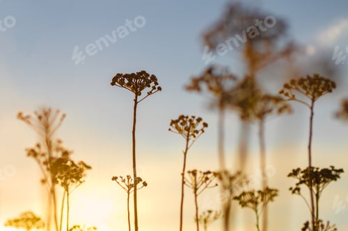 Preview: Golden sunrise morning at the meadow in soft natural tones and lovely sunrays shining
