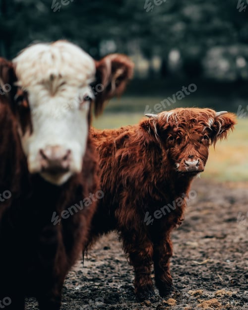 Preview: Vertical shot of two Scottish highland cow in a paddock