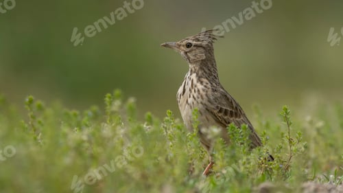 Preview: Crested Lark (Galerida Cristata) Sitting in Grass with a Green Background.